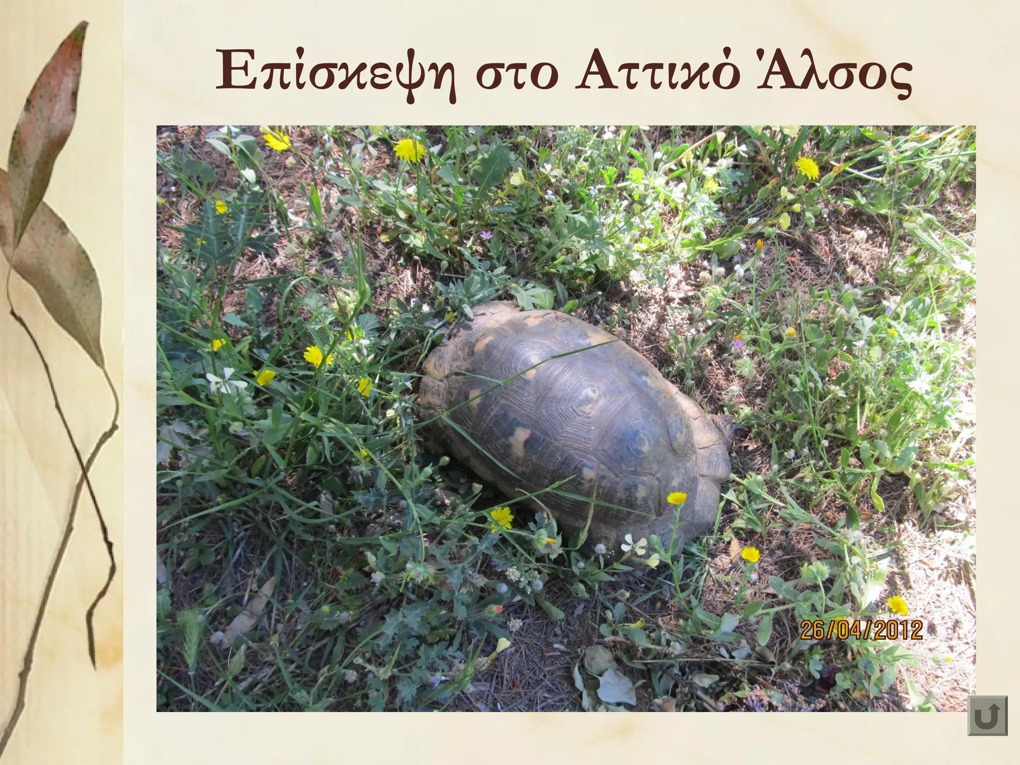 Επίσκεψη στο Αττικό Άλσος

 