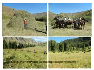 Жапайы ача туяктууларга жаныбарларга кышкы тоютдаярдоо

 