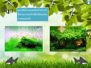 ควรใช้นากรองหรือนาประปา
้
้
ที่ผานการกับไว้เพื่อให้คลอรีน
่
ระเหยออกไป

 