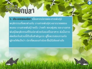 1. ประเภทของปลา เนืองจากปลาแต่ละสายพันธุมี
่
์
พฤติกรรมที่แตกต่างกัน บางสายพันธุหวงอาณาเขตของ
์
ตนเอง บางสายพันธุวายเร็ว ว่ายช้า ชอบพุงชน และบางสาย
์่
่
พันธุมพฤติกรรมที่กินปลาด้วยกันเองเป็ นอาหาร ดังนันการ
์ ี
้
คัดเลือกในส่วนนีเ้ ป็ นสิ่งสาคัญมาก ผูซื้อควรสอบถามกับ
้
ผูชายให้แน่ใจว่า ปลาที่ตนเองกาลังจะซื้อมีนสยอย่างไร
้
ิ ั

 