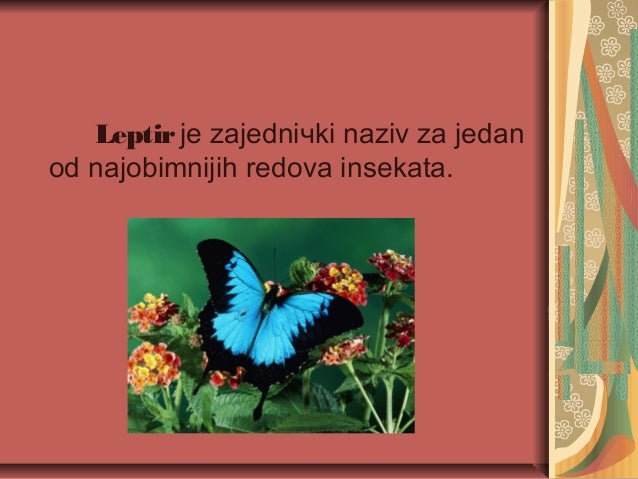 лептири