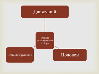 Движущий

Формы
естественного
отбора

Стабилизирующий

Половой

 