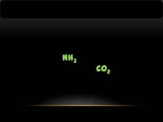 NH3

CO2

 