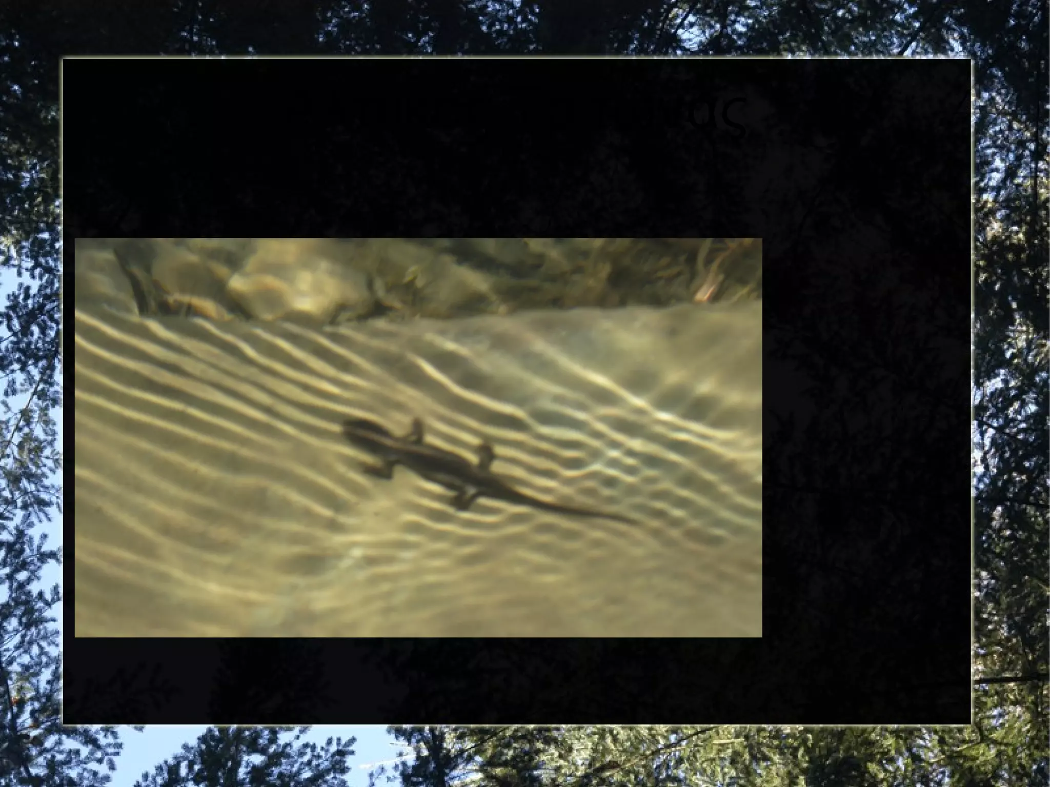 Αλπικός Τρίτωνας

 