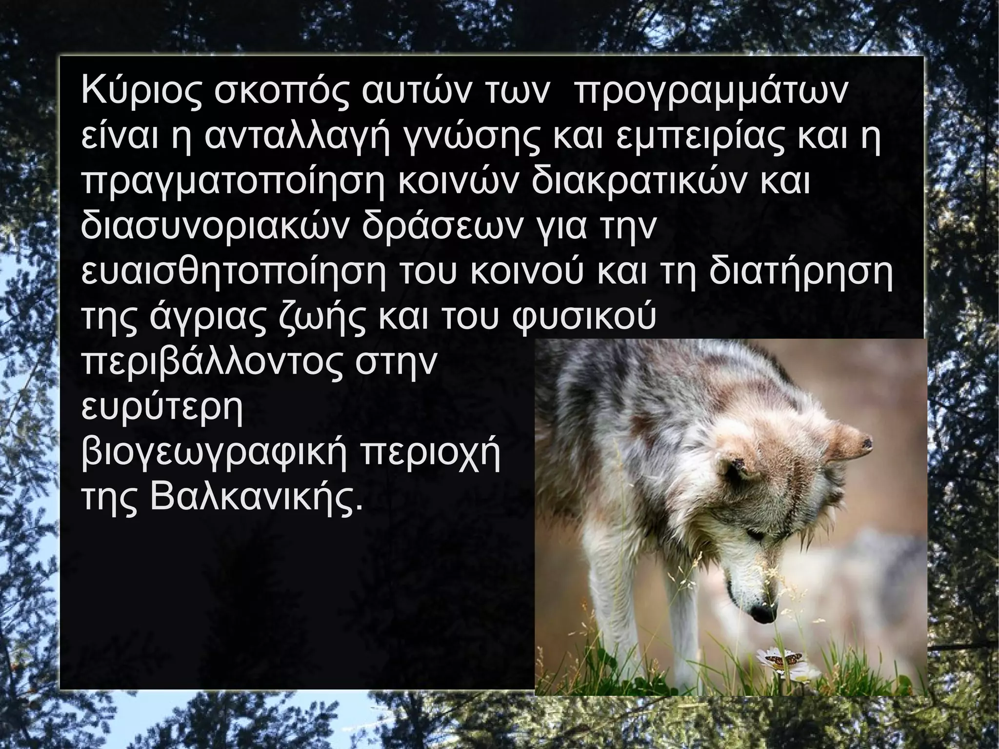 Κύριος σκοπός αυτών των προγραμμάτων
είναι η ανταλλαγή γνώσης και εμπειρίας και η
πραγματοποίηση κοινών διακρατικών και
διασυνοριακών δράσεων για την
ευαισθητοποίηση του κοινού και τη διατήρηση
της άγριας ζωής και του φυσικού
περιβάλλοντος στην
ευρύτερη
βιογεωγραφική περιοχή
της Βαλκανικής.

 