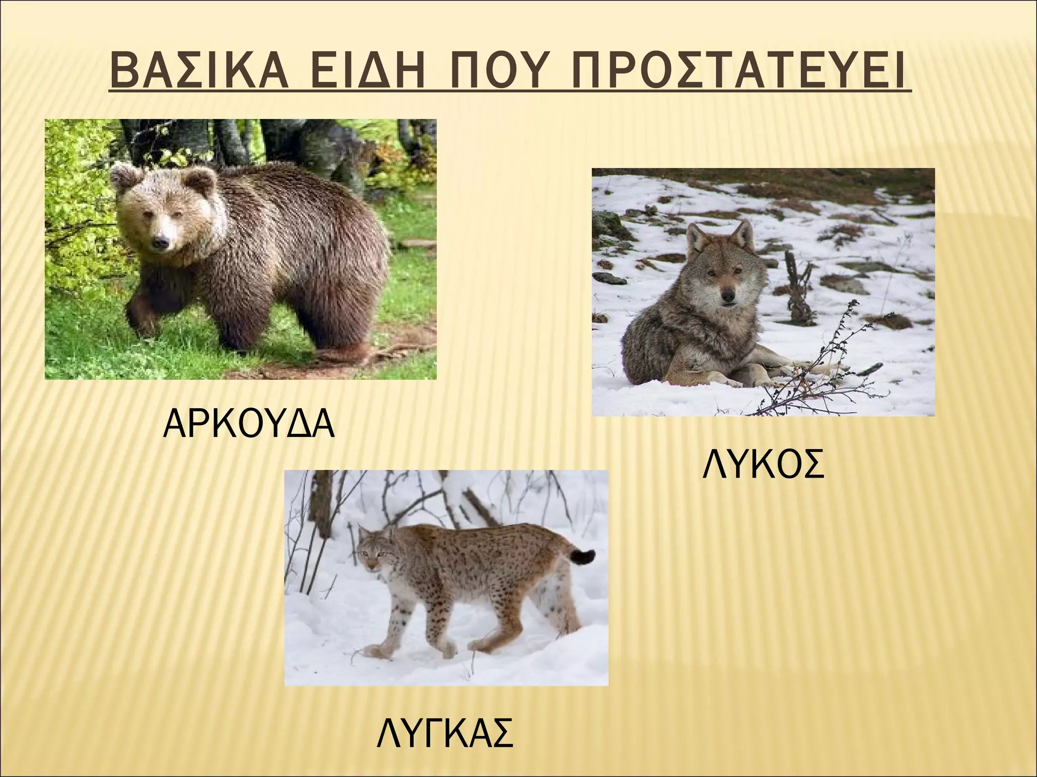 ΒΑΣΙΚΑ ΕΙΔΗ ΠΟΥ ΠΡΟΣΤΑΤΕΥΕΙ

ΑΡΚΟΥΔΑ

ΛΥΚΟΣ

ΛΥΓΚΑΣ

 