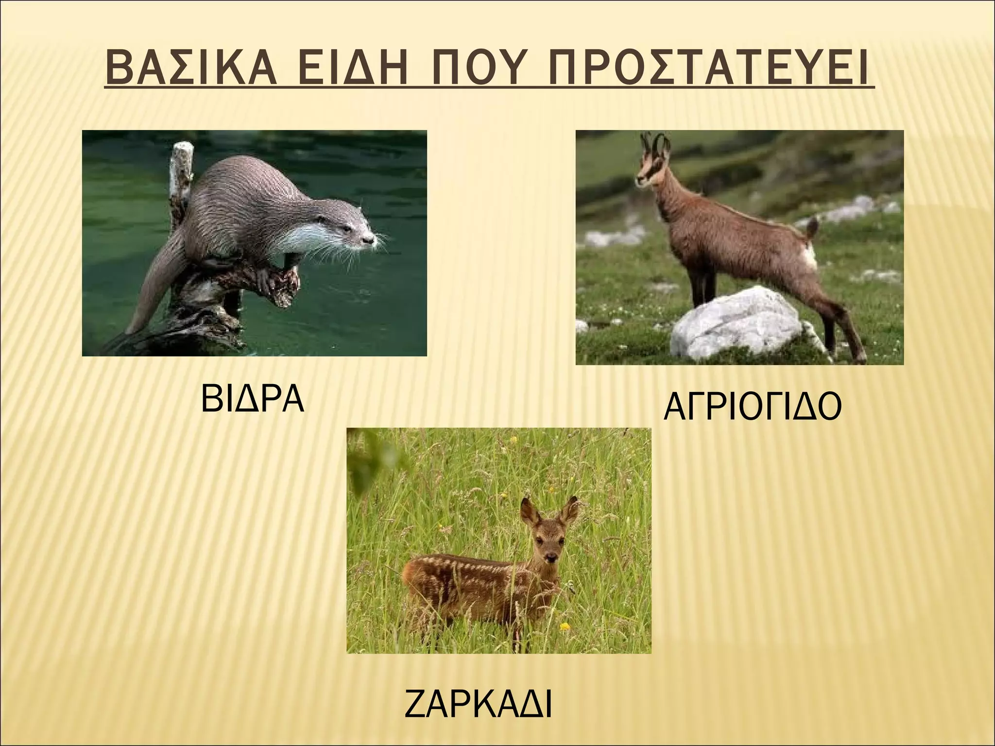 ΒΑΣΙΚΑ ΕΙΔΗ ΠΟΥ ΠΡΟΣΤΑΤΕΥΕΙ

ΒΙΔΡΑ

ΑΓΡΙΟΓΙΔΟ

ΖΑΡΚΑΔΙ

 