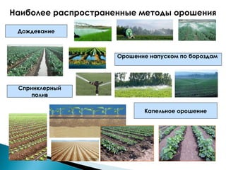 Наиболее распространенные методы орошения
Дождевание

Орошение напуском по бороздам

Спринклерный
полив
Капельное орошение

 
