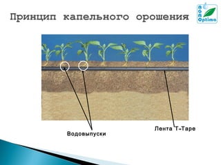 Водовыпуски

Лента Т - Таре

 