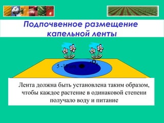 Подпочвенное размещение
капельной ленты

5 -10 cm

O2

Лента должна быть установлена таким образом,
чтобы каждое растение в одинаковой степени
получало воду и питание

 