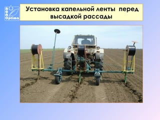 Установка капельной ленты перед
высадкой рассады

 