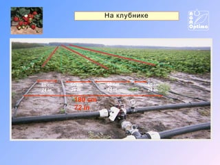На клубнике

60 cm
24in

60 cm
24in

180 cm
72in

60 cm
24in

60 cm
24in

 