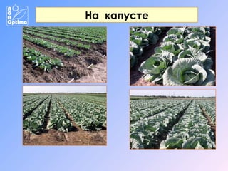 На капусте

 