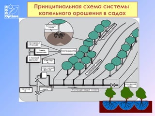 Принципиальная схема системы
капельного орошения в садах

 