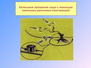 Капельное орошение сада с помощью
капельниц различных конструкций

 