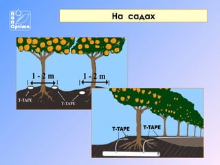 На садах

 