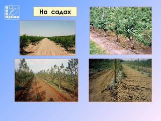 На садах

 