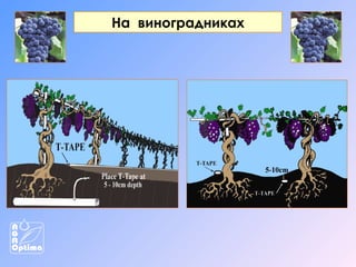 На виноградниках

 