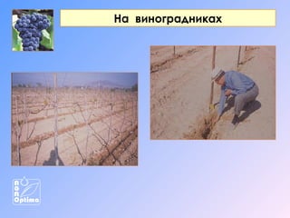На виноградниках

 
