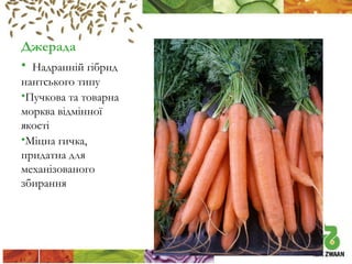 Джерада
• Надранній гібрид
нантського типу
•Пучкова та товарна
морква відмінної
якості
•Міцна гичка,
придатна для
механізованого
збирання

 
