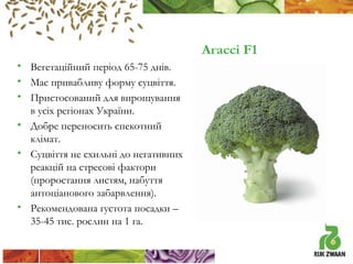 Агассі F1
• Вегетаційний період 65-75 днів.
• Має привабливу форму суцвіття.
• Пристосований для вирощування
в усіх регіонах України.
• Добре переносить спекотний
клімат.
• Суцвіття не схильні до негативних
реакцій на стресові фактори
(проростання листям, набуття
антоціанового забарвлення).
• Рекомендована густота посадки –
35-45 тис. рослин на 1 га.

 