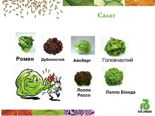 Салат

Ромен

Дуболистий

Айсберг

Лолло
Россо

Головчастий

Лолло Біонда

 