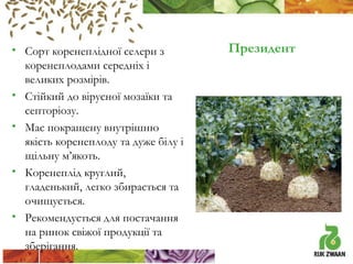• Сорт коренеплідної селери з
коренеплодами середніх і
великих розмірів.
• Стійкий до вірусної мозаїки та
септоріозу.
• Має покращену внутрішню
якість коренеплоду та дуже білу і
щільну м’якоть.
• Коренеплід круглий,
гладенький, легко збирається та
очищується.
• Рекомендується для постачання
на ринок свіжої продукції та
зберігання.

Президент

 
