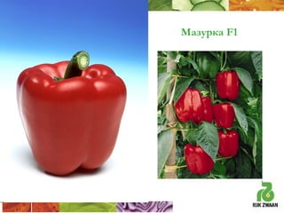 Мазурка F1

 