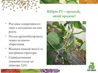 Кібрія F1 – врожай,
який вражає!
• Рослина генеративного
типу з потужною силою
росту.
• Плоди крупнобугорчасті,
темно-зеленого
збарвлення.
• Відмінні смакові якості та
внутрішня структура.
• Співвідношення
довжини плоду до
діаметра 3,2:1.

 