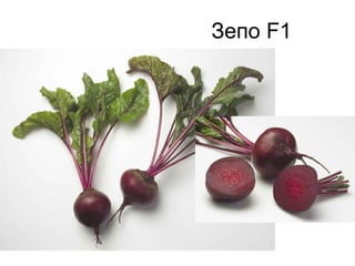 Зепо F1

 