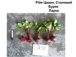 Рійк Цваан, Столовий
Буряк
Ларка

 
