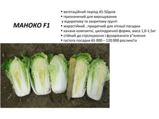 МАНОКО F1

• вегетаційний період 45-50днів
• призначений для вирощування
у відкритому та закритому грунті
• жаростійкий , придатний для літньої посадки
• качани компактні, циліндричної форми, маса 1,0-1,5кг
• стійкий до стрілкування і фузаріозного в”янення
• густота посадки 65 000 – 120 000 рослин/га

 