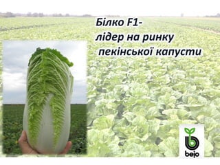 техн. вирощ.пекін.капусти 2013