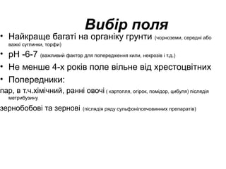 Вибір поля

• Найкраще багаті на органіку грунти (чорноземи, середні або
важкі суглинки, торфи)

• рН -6-7 (важливий фактор для попередження кили, некрозів і т.д.)
• Не менше 4-х років поле вільне від хрестоцвітних
• Попередники:
пар, в т.ч.хімічний, ранні овочі ( картопля, огірок, помідор, цибуля) післядія
метрибузину

зернобобові та зернові

(післядія ряду сульфонілсечовинних препаратів)

 
