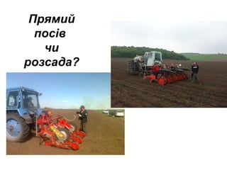 Прямий
посів
чи
розсада?

 