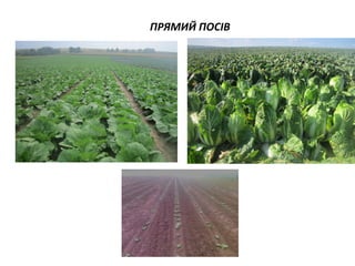 ПРЯМИЙ ПОСІВ

 