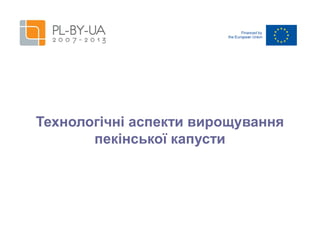 Технологічні аспекти вирощування
пекінської капусти

 