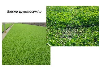 Якісна грунтосуміш

 