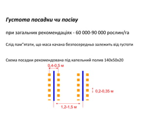 Густота посадки чи посіву
при загальних рекомендаціях - 60 000-90 000 рослин/га
Слід пам”ятати, що маса качана безпосередньо залежить від густоти
Схема посадки рекомендована під капельний полив 140х50х20
0,4-0,5 м

0,2-0,35 м

1,2-1,5 м

 
