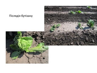 Післядія бутізану

 