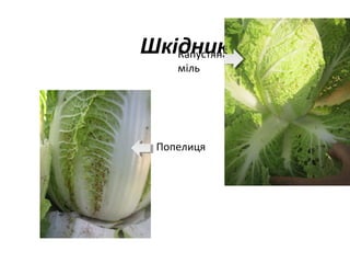 Шкідники
Капустяна
міль

Попелиця

 
