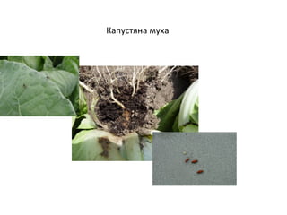 Капустяна муха

 