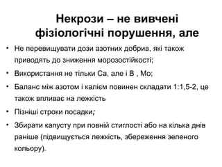 Некрози – не вивчені
фізіологічні порушення, але
• Не перевищувати дози азотних добрив, які також
приводять до зниження морозостійкості;
• Використання не тільки Са, але і В , Мо;
• Баланс між азотом і калієм повинен складати 1:1,5-2, це
також впливає на лежкість
• Пізніші строки посадки;
• Збирати капусту при повній стиглості або на кілька днів
раніше (підвищується лежкість, збереження зеленого
кольору).

 