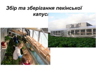 Збір та зберігання пекінської
капусти

 