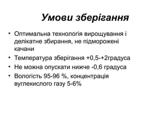 Умови зберігання
• Оптимальна технологія вирощування і
делікатне збирання, не підморожені
качани
• Температура зберігання +0,5-+2градуса
• Не можна опускати нижче -0,6 градуса
• Вологість 95-96 %, концентрація
вуглекислого газу 5-6%

 