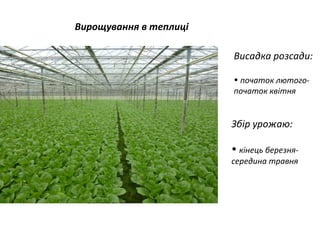 Вирощування в теплиці
Висадка розсади:
• початок лютогопочаток квітня

Збір урожаю:
• кінець березнясередина травня

 