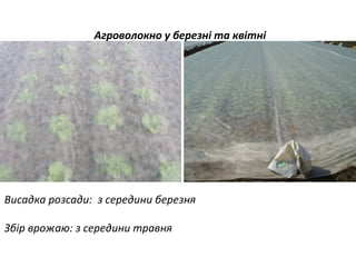Агроволокно у березні та квітні

Висадка розсади: з середини березня
Збір врожаю: з середини травня

 