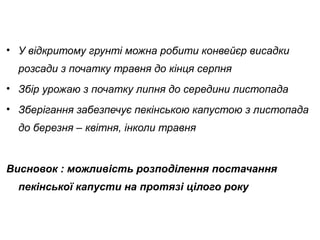 • У відкритому грунті можна робити конвейєр висадки
розсади з початку травня до кінця серпня
• Збір урожаю з початку липня до середини листопада
• Зберігання забезпечує пекінською капустою з листопада
до березня – квітня, інколи травня

Висновок : можливість розподілення постачання
пекінської капусти на протязі цілого року

 