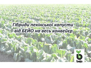 техн. вирощ.пекін.капусти 2013