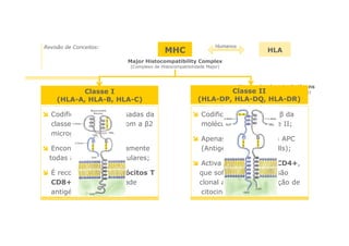 Revisão de Conceitos:

MHC

Humanos

HLA

Major Histocompatibility Complex
(Complexo de Histocompatibilidade Major)

Classe I
(HLA-A, HLA-B, HLA-C)
Codifica as cadeias pesadas da
classe I e associa-se com a β2
microglobulina;
Encontra-se em praticamente
todas as superfícies celulares;
É reconhecido por linfócitos T
CD8+ com especificidade
antigénica.

Human Leukocyte Antigens

Classe IILeucocitário Humano)
(Antigénio
(HLA-DP, HLA-DQ, HLA-DR)
Codifica as cadeias α e β da
molécula MHC de classe II;
Apenas se encontra em APC
(Antigen Presenting Cells);
Activa os linfócitos T CD4+,
que sofrem uma expansão
clonal através da produção de
citocinas reguladoras.

 